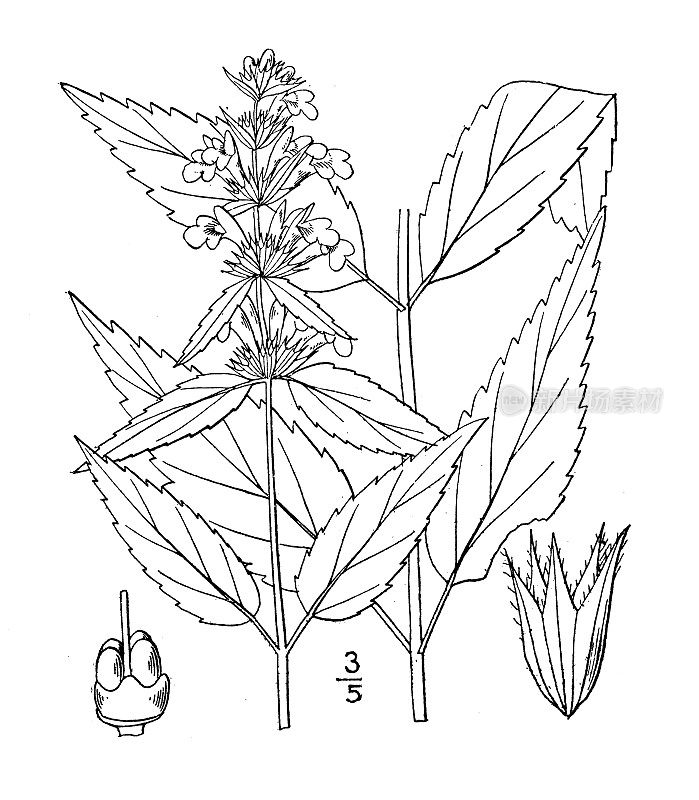 古植物学植物插图:Stachys tenuifolia, Smooth Hedge nettle